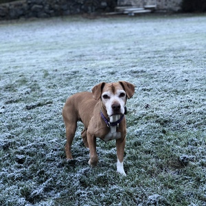Fundraising Page: Farmdogs